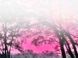 Details for the 'Sky pink' free image, background, wallpaper