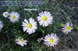 Details for the 'Galatians 4:4-5' free image, background, wallpaper