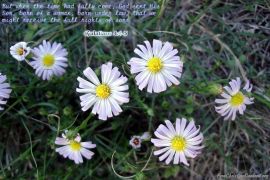 Galatians 4:4-5 christian wallpaper, christian background