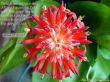 Details for the 'Romans 5:2' free image, background, wallpaper