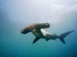 Details for the 'Hammerhead' free image, background, wallpaper