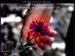 Details for the 'Psalm 103:15-17' free image, background, wallpaper