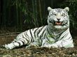Details for the 'White tiger' free image, background, wallpaper