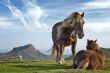 Details for the 'Horses' free image, background, wallpaper