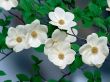 Details for the 'Pacific flower' free image, background, wallpaper