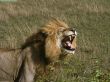 Details for the 'Lion II' free image, background, wallpaper