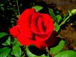 Details for the 'Red rose' free image, background, wallpaper