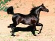 Details for the 'Black Horse' free image, background, wallpaper