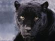 Details for the 'Panther' free image, background, wallpaper