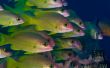 Details for the 'Fish' free image, background, wallpaper