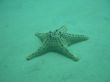 Details for the 'Star fish blue' free image, background, wallpaper