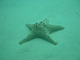 Star fish blue christian wallpaper, christian background