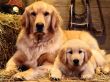 Details for the 'Two dogs' free image, background, wallpaper