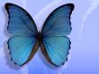 Details for the 'Butterfly' free image, background, wallpaper