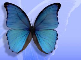 Butterfly christian wallpaper, christian background
