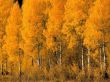 Details for the 'Yellow forest' free image, background, wallpaper