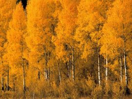 Yellow forest christian wallpaper, christian background