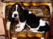 Details for the 'Basset' free image, background, wallpaper