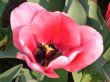 Details for the 'Pink Tulip' free image, background, wallpaper