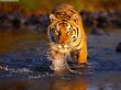 Details for the 'Bengal tiger' free image, background, wallpaper