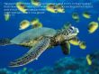 Details for the 'Genesis 1:21' free image, background, wallpaper
