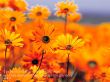 Details for the 'Job 8:16' free image, background, wallpaper