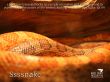 Details for the 'Luke 10:19' free image, background, wallpaper