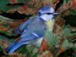 Details for the 'Blue Bird' free image, background, wallpaper