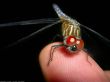 Details for the 'Dragonfly' free image, background, wallpaper