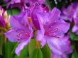 Details for the 'Lili Flower ' free image, background, wallpaper