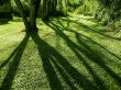Details for the 'Grass' free image, background, wallpaper