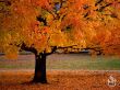 Details for the 'Autumn' free image, background, wallpaper