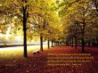 Details for the 'Fall Trees' free image, background, wallpaper