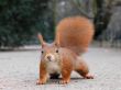 Details for the 'Squirrel' free image, background, wallpaper
