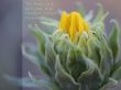 Details for the 'Psalm 86:5' free image, background, wallpaper