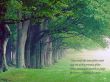 Details for the 'Faith Trees ' free image, background, wallpaper
