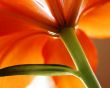 Details for the 'Simple Flower' free image, background, wallpaper