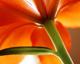Simple Flower christian wallpaper, christian background