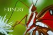 Details for the 'Hungry' free image, background, wallpaper