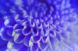 Details for the 'Blue flower' free image, background, wallpaper