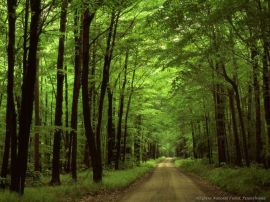 Green christian wallpaper, christian background