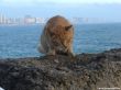 Details for the 'Cadiz Cat' free image, background, wallpaper