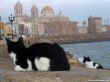 Details for the 'Cats on Cadiz' free image, background, wallpaper