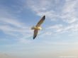 Details for the 'Seagull' free image, background, wallpaper