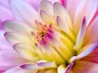 Details for the 'Dalia' free image, background, wallpaper