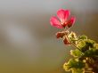 Details for the 'Little Flower' free image, background, wallpaper