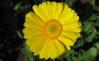 Details for the 'Gerbera' free image, background, wallpaper