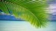 Details for the 'Palm' free image, background, wallpaper