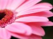 Details for the 'Amazing Pink Flower' free image, background, wallpaper