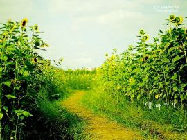 Sunflower christian wallpaper, christian background